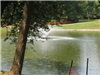 Memorial Park Pond Fountain and Tree