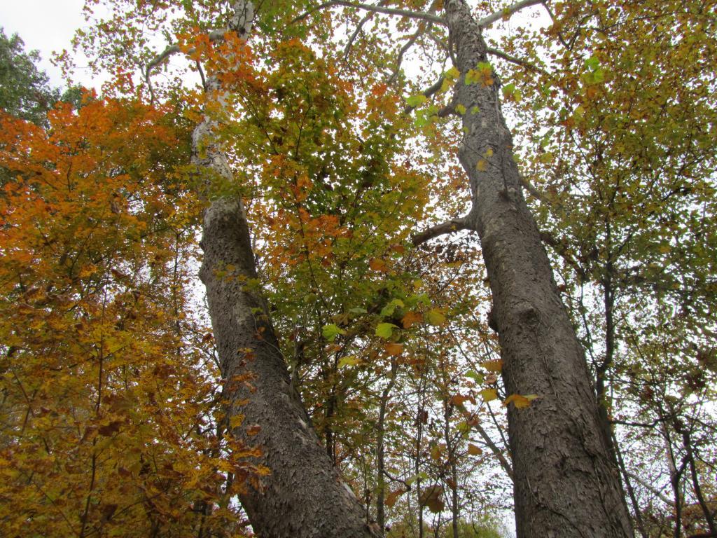 Holmesbrook Park Tree Tops