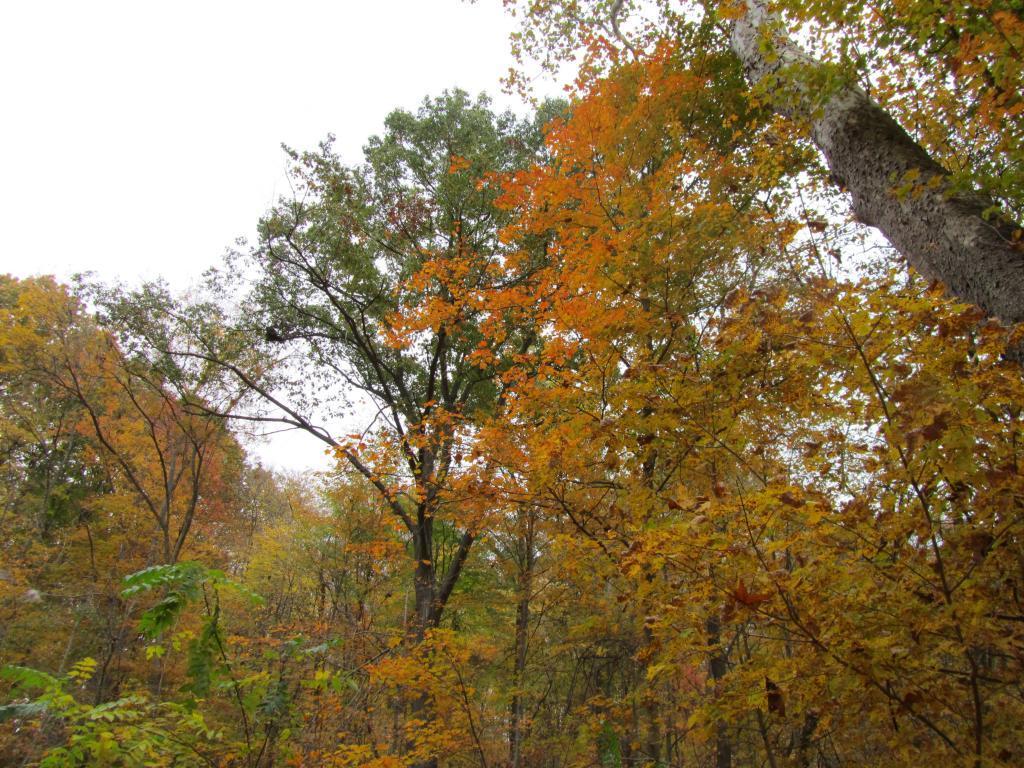 Holmesbrook Park Trees Changing Color