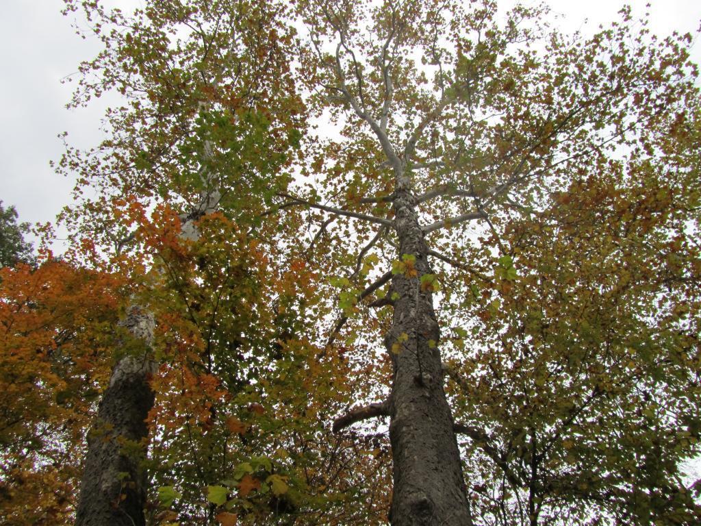 Holmesbrook Park Trees