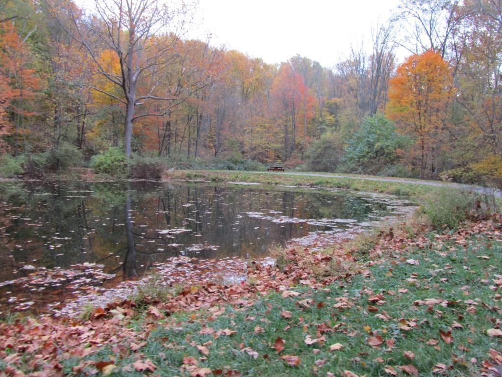 Leaves Fallen in the Holmesbrook Park Pond