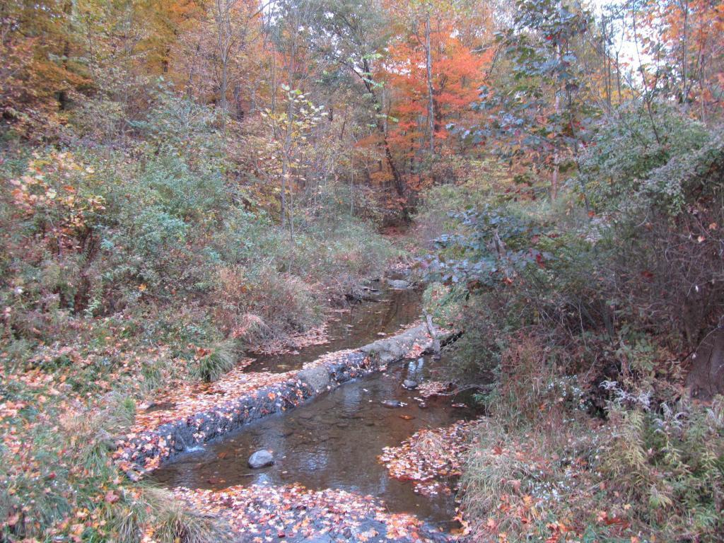 Holmesbrook Park Creek During Fall