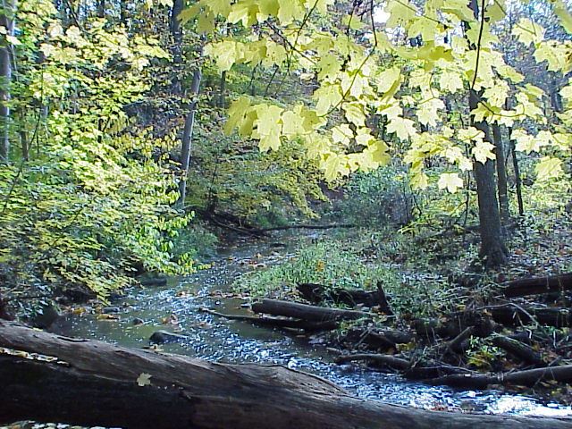 Friedt Park Creek